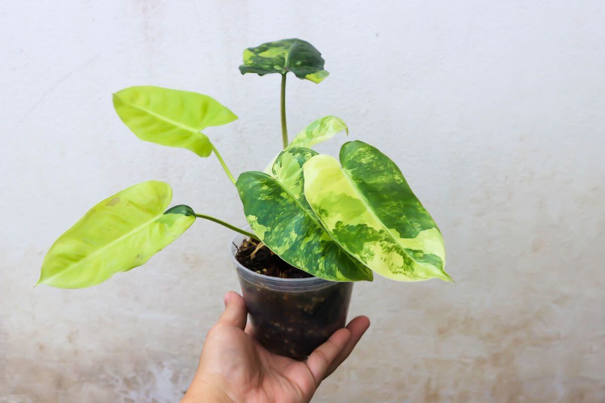 A hand holding a small potted philodendron plant with several green leaves, some of which have yellow variegation.