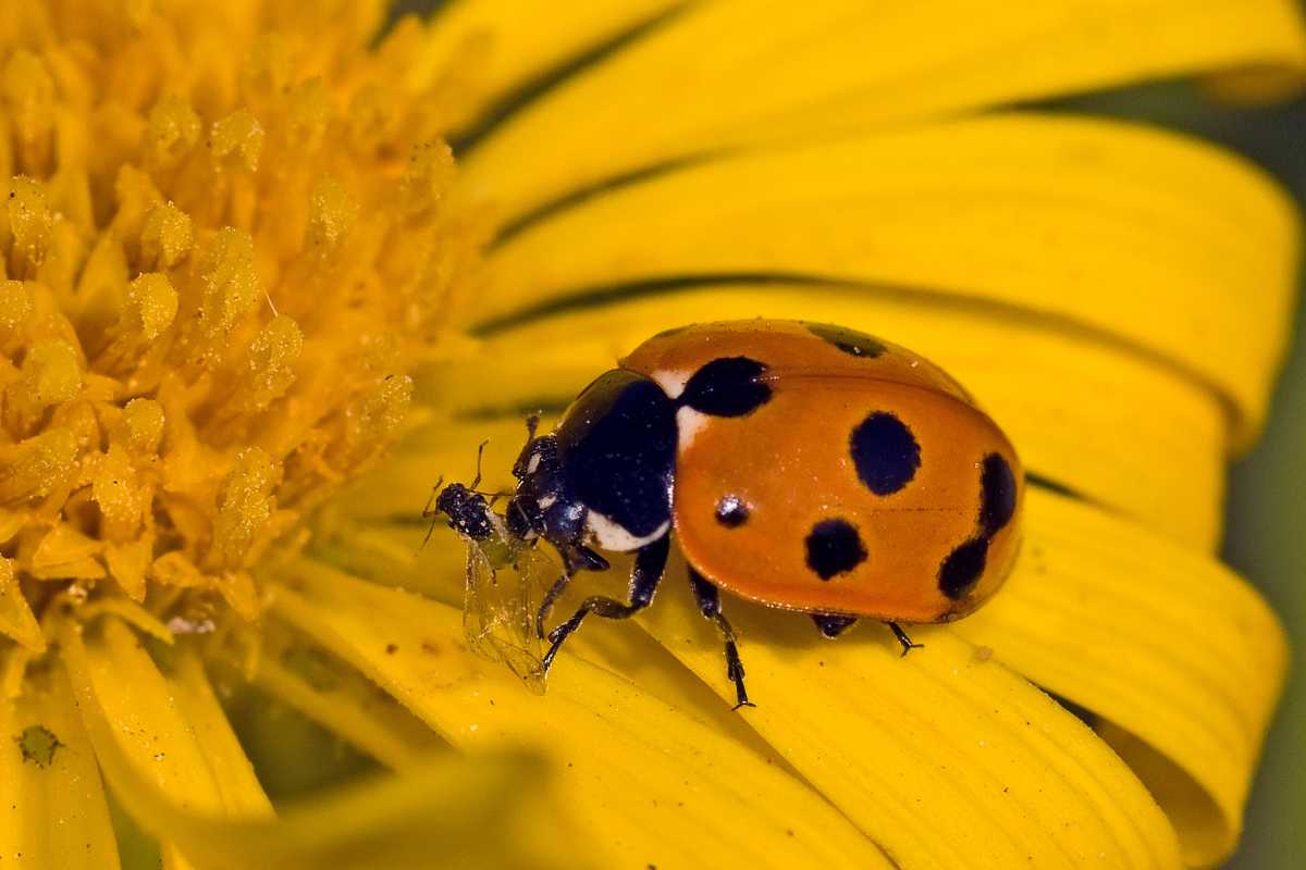 A ladybug with black spots on its orange shell, sitting on the yellow petals of a flower.