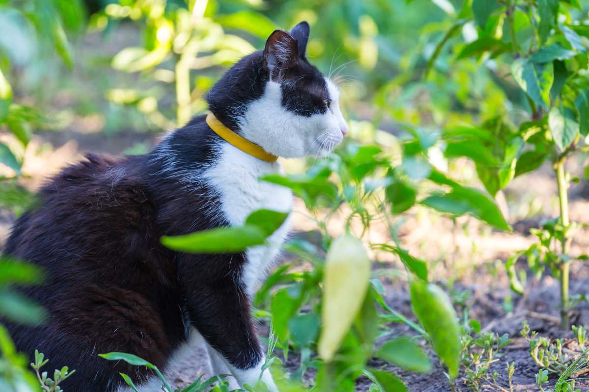 A black and white cat with a yellow collar is sitting among green plants in a garden. 