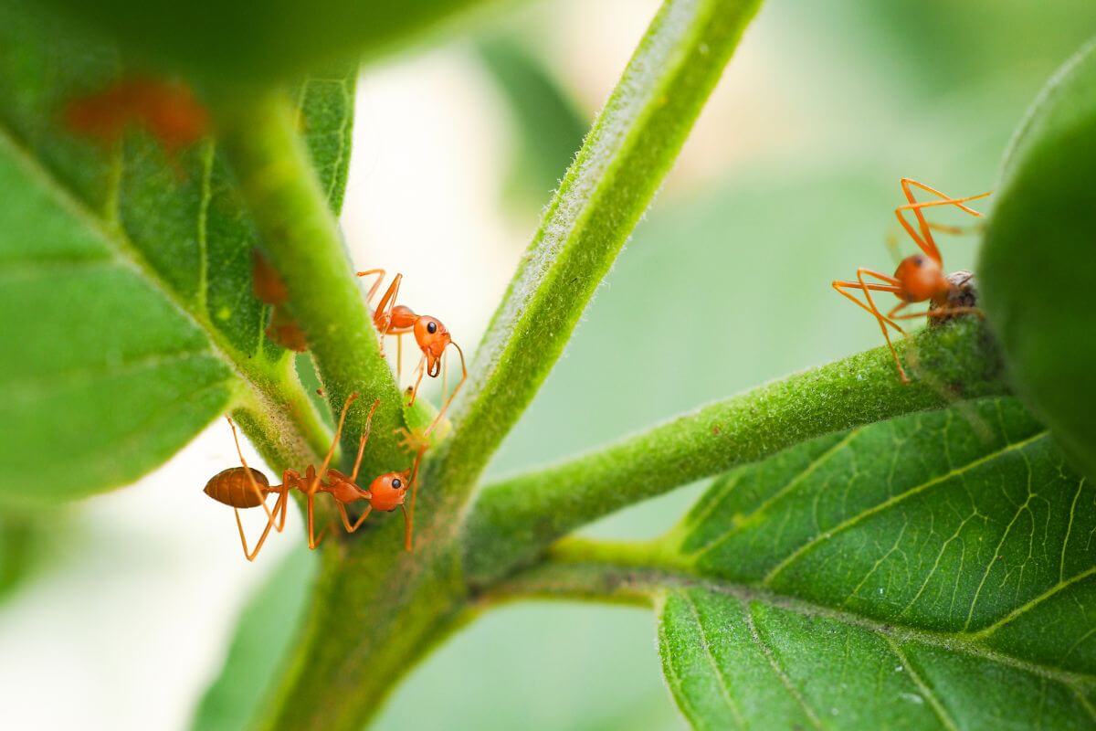 Close-up of orange fire ants in the garden on the green stem and leaves of a plant.