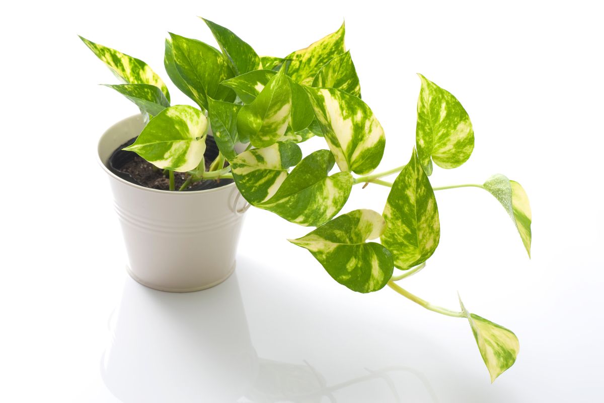 A potted golden pothos plant with green and yellow variegated leaves placed in a white, ceramic container.