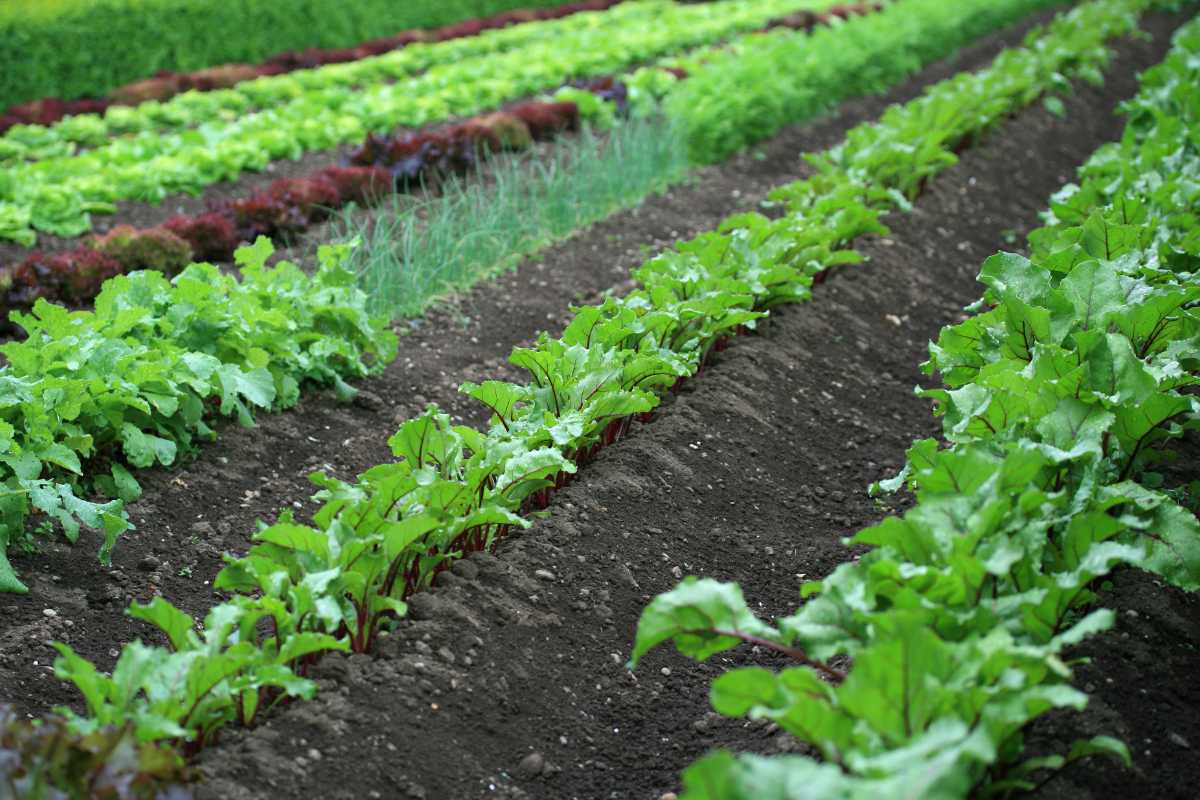 A well-maintained vegetable garden with multiple rows of various green leafy vegetables growing in rich, dark soil, enhanced by trench composting.