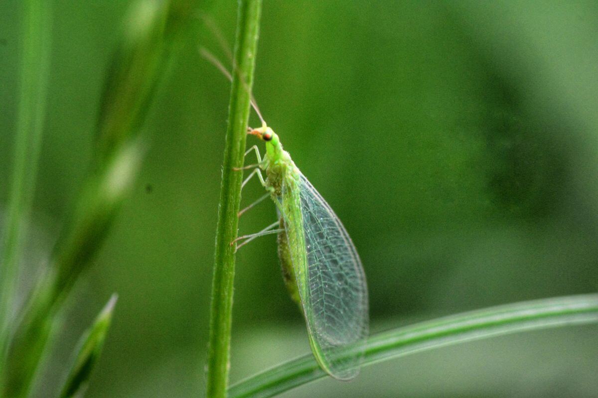 Close-up of a green lacewing, a delicate insect with translucent wings and long antennae, clinging to a green blade of grass.