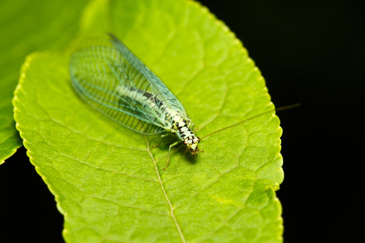 A delicate green lacewing, one of nature's beneficial insects, rests on a vibrant green leaf against a dark background.