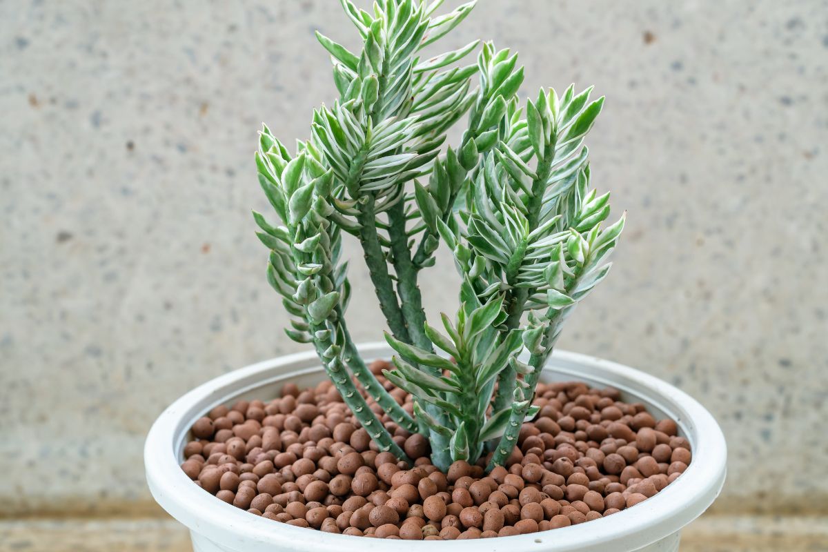 A potted devil's backbone plant with variegated green and white leaves, planted in a white pot filled with small brown clay pebbles.