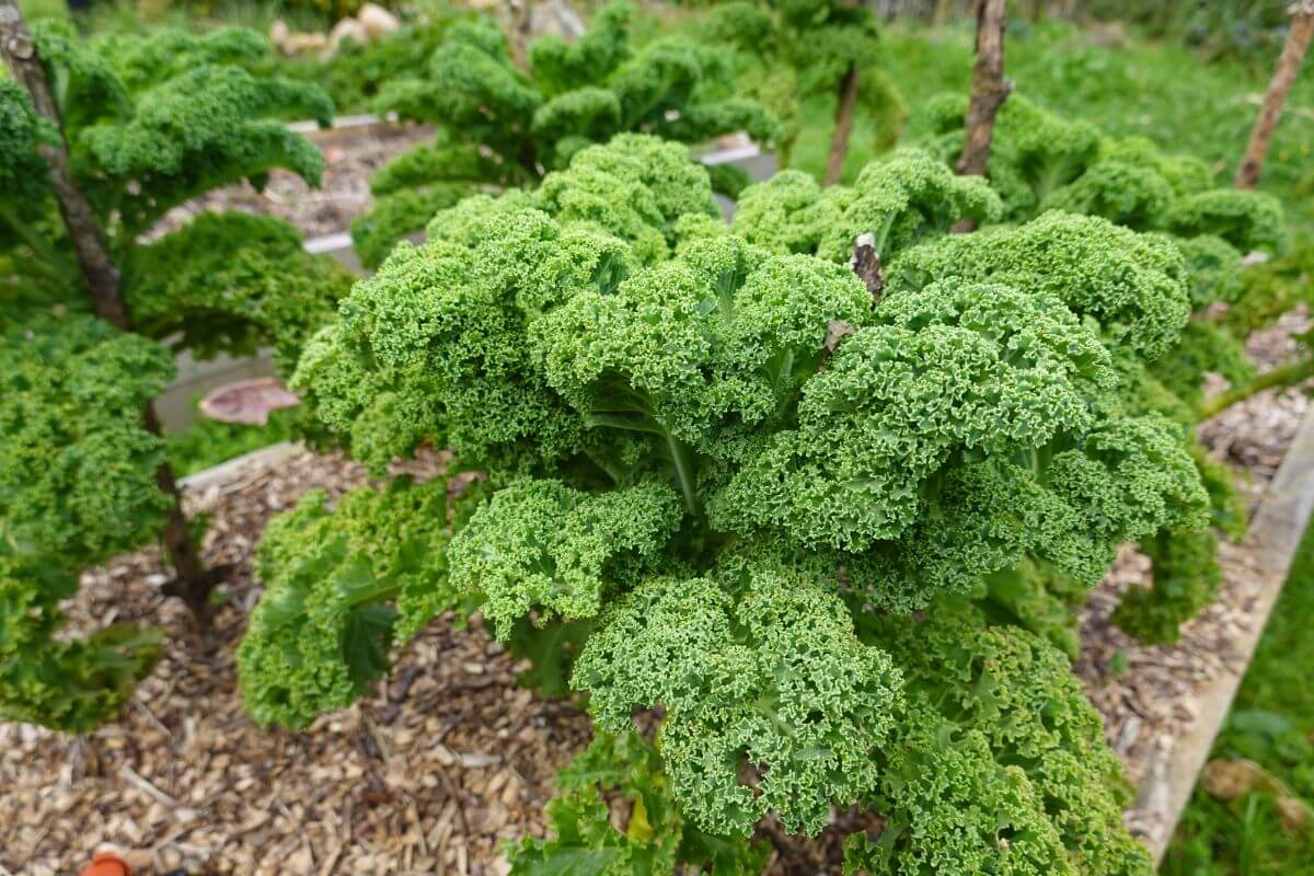 A close-up photo of vibrant green organic kale plants growing in a garden bed.