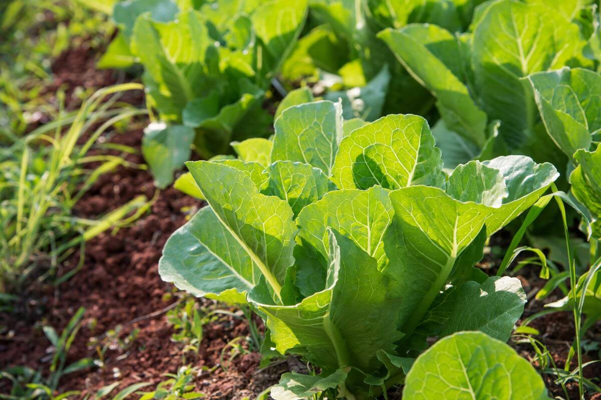 Close-up of vibrant green lettuce plants growing in rich, dark soil.