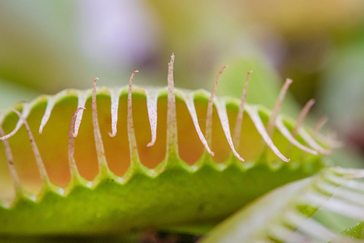 Close-up of a Venus flytrap showing its green, spiny lobes used for trapping insects.