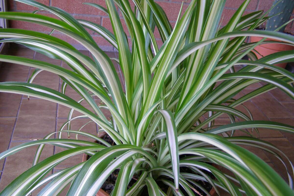 A spider plant with long, arching green leaves featuring white stripes is shown. The plant, known for its rapid growth and adaptability (how fast do spider plants grow), is in a pot on a tiled floor with a brick wall in the background. The overall appearance is lush and vibrant.