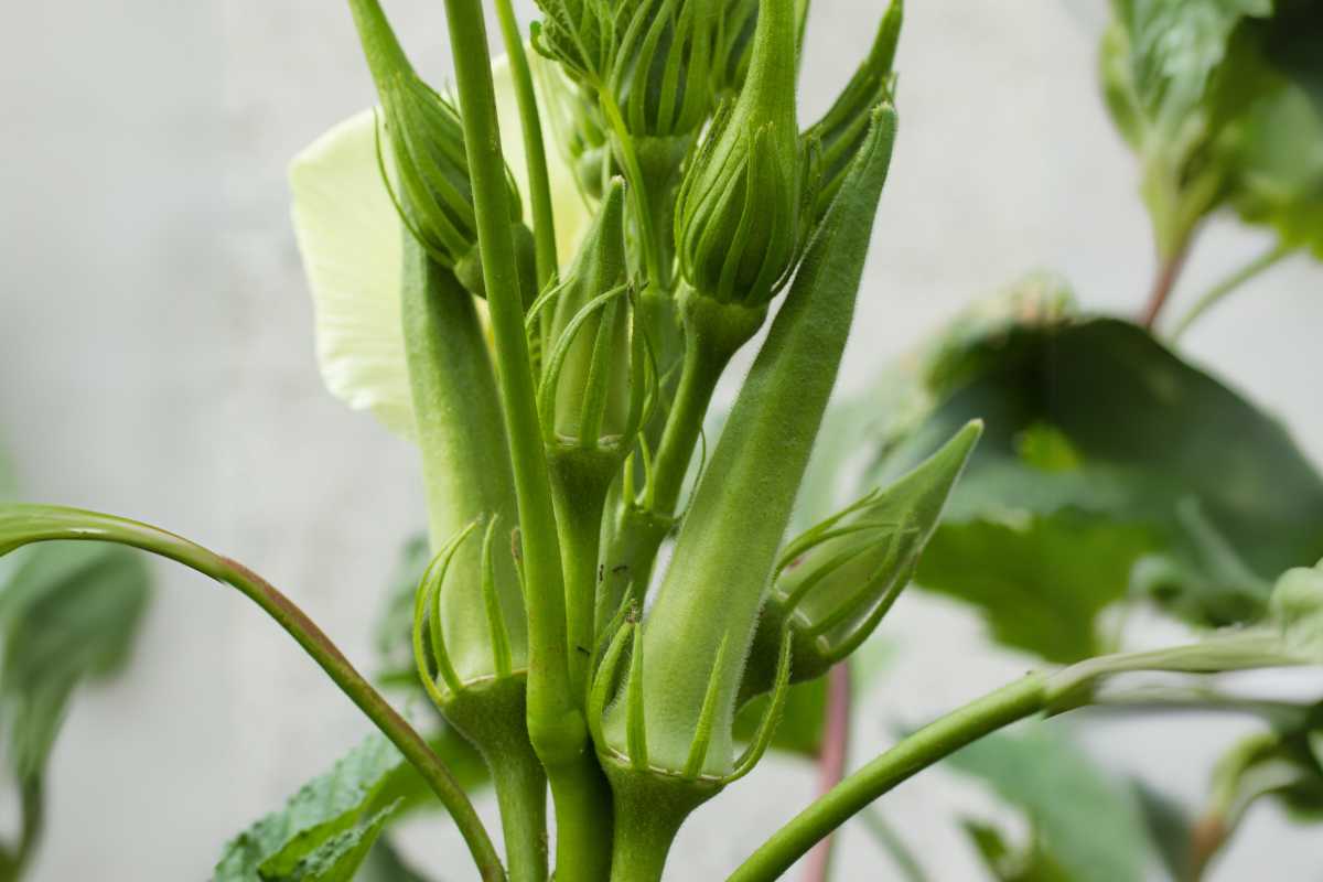 Okra pods growing on a plant. The green, elongated pods are surrounded by leaves, with some having pointed tips. Ants on the okra plants add a touch of movement to the scene. 