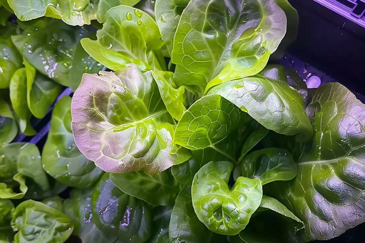 Close-up of vibrant green and purplish-hued leafy greens, slightly wet with water droplets, showcasing a lush AeroGarden lettuce yield.