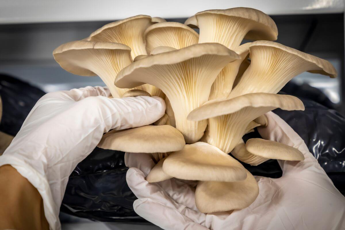 A pair of gloved hands gently holding a cluster of large, beige oyster mushrooms. The mushrooms have smooth, fan-shaped caps and gills on their undersides. 
