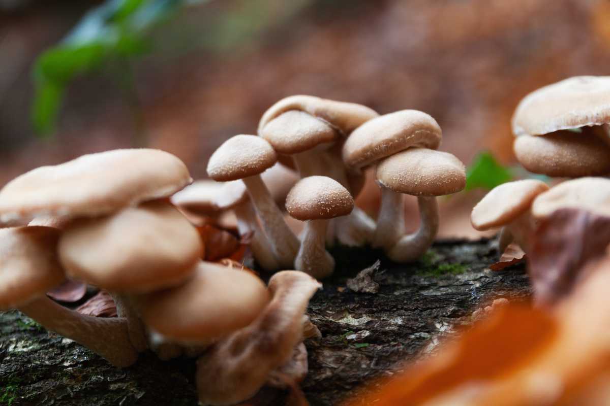 A cluster of beige mushrooms, nature's efficient decomposers, growing on a piece of wood outdoors. 