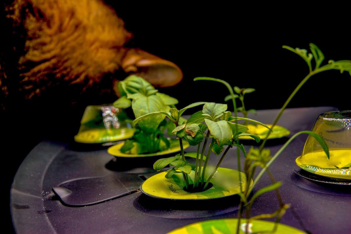 A close-up of small green plants growing in a hydroponic system. The plants are placed in yellow growing pods with a black base, with some leaves sprouting out. 