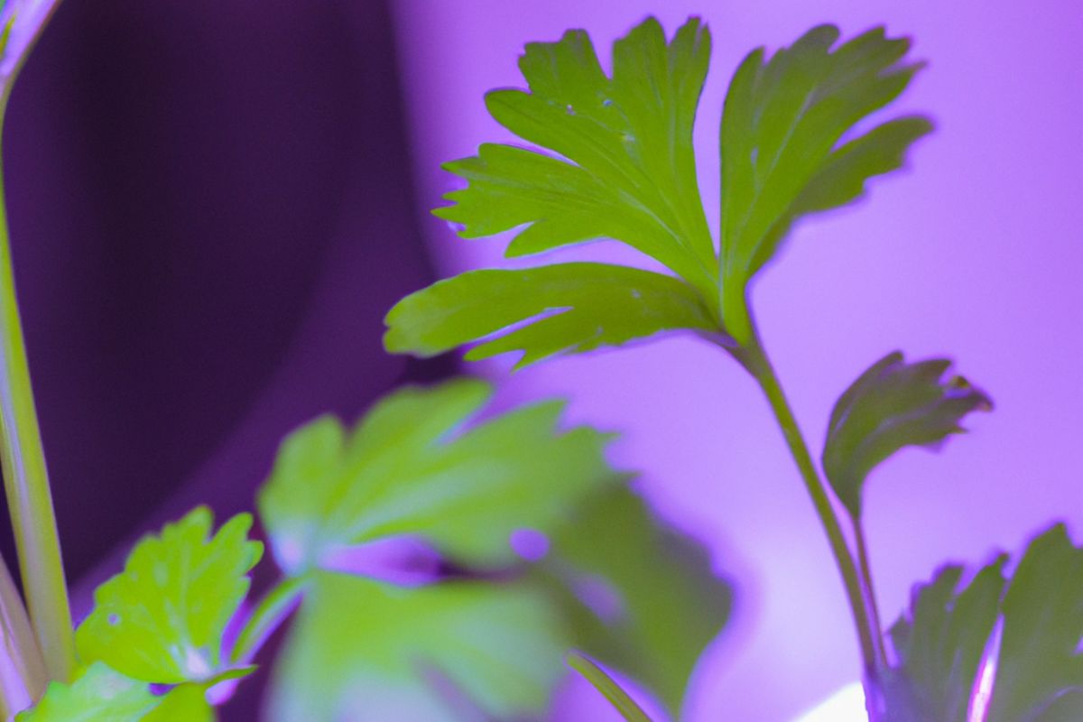 Close-up of vibrant green AeroGarden cilantro leaves against a purple background. The jagged-edged leaves are lit by soft, diffused lighting, creating a striking contrast.