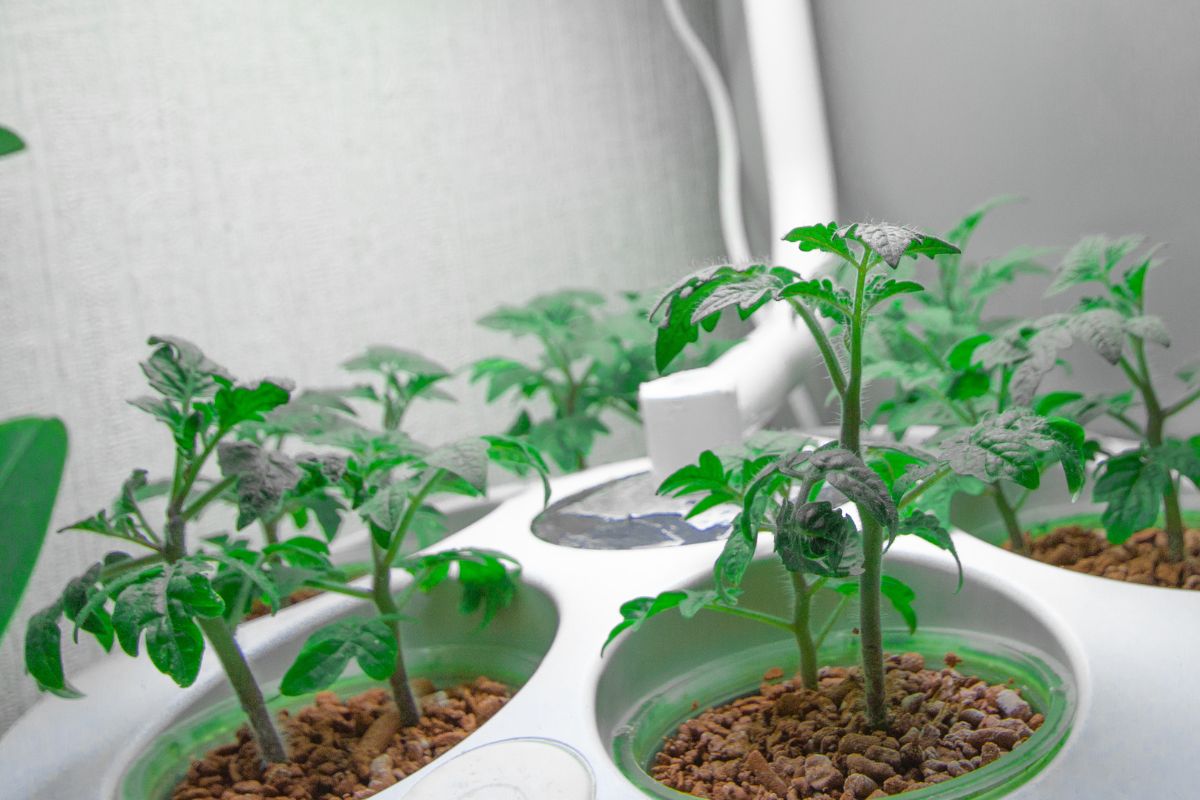 Small green plants grow in a white aeroponic system with individual pods, each filled with clay pellets. 