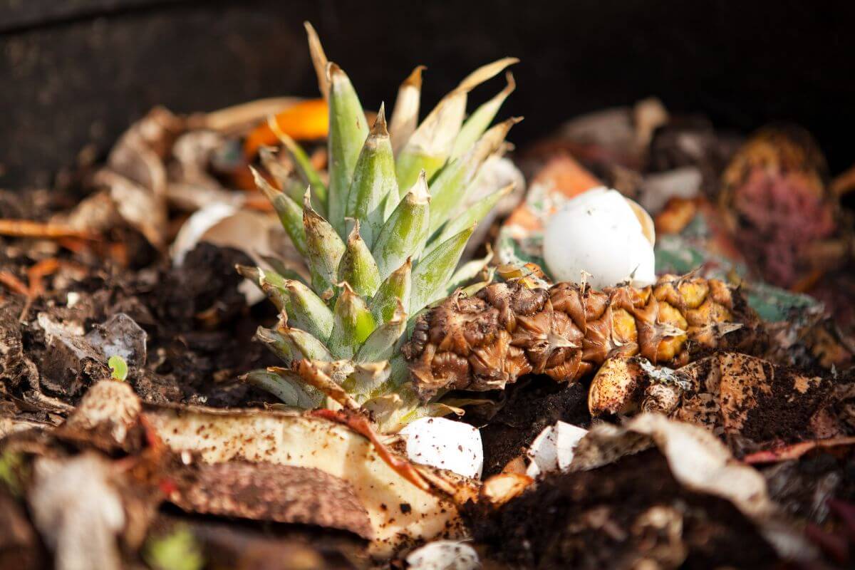 A compost pile consisting of a pineapple top, eggshells, and various vegetable and fruit peels, all partially decomposed.