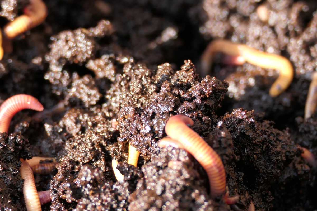 Earthworms burrowing in dark, moist soil. The reddish and brownish segmented bodies are visible against the rich, crumbly environment.