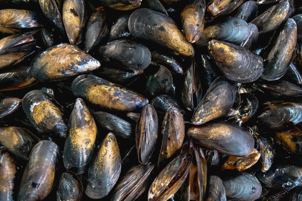 A close-up image of mussels with shiny, dark shells and some displaying golden patches.