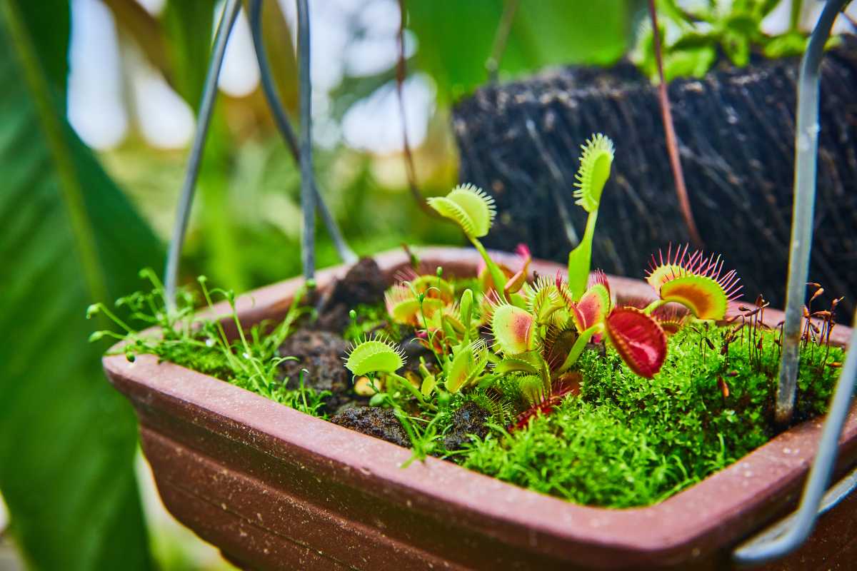 A vibrant Venus flytrap plant in a rectangular brown planter filled with rich soil, surrounded by small green moss and foliage. The background is blurred, showing more greenery and parts of a hanging structure. 