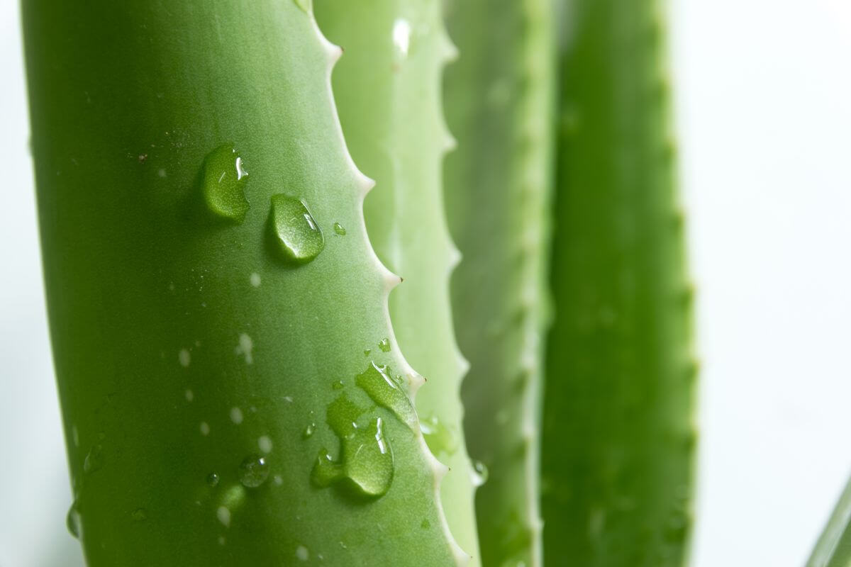 Green aloe vera leaves with water droplets on the surface. The leaves have a smooth, fleshy texture with serrated edges, illustrating how to water aloe vera effectively. 