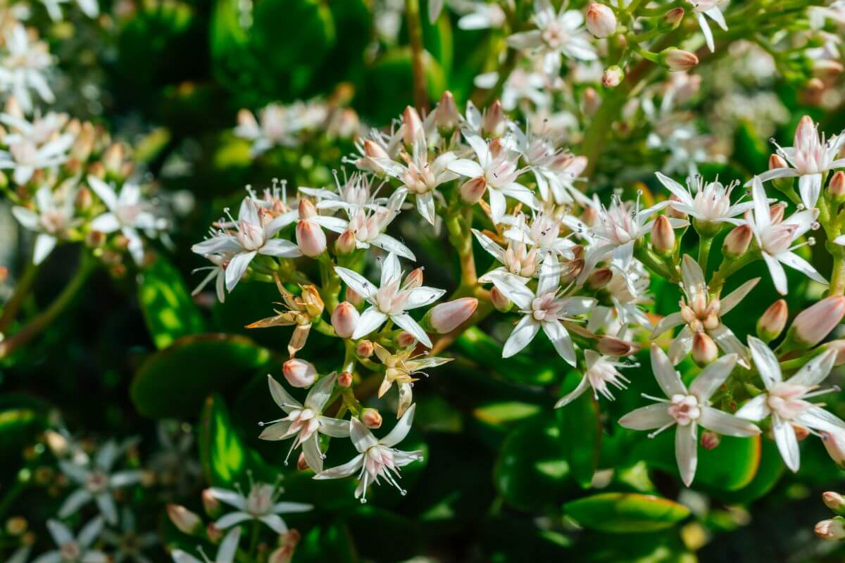 Close-up of a jade plant bloom, showcasing clusters of small, star-shaped white flowers with pinkish buds.