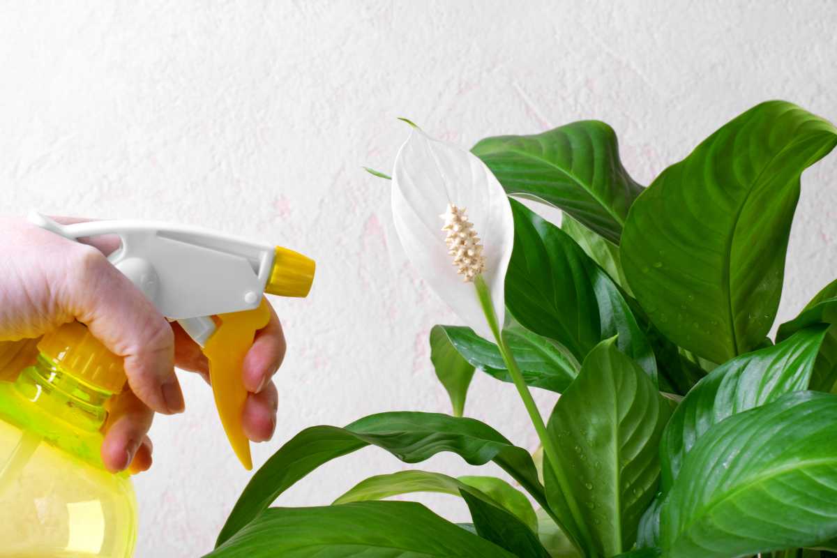 A hand holding a yellow spray bottle is misting a peace lily plant with large, green leaves and a white flower.