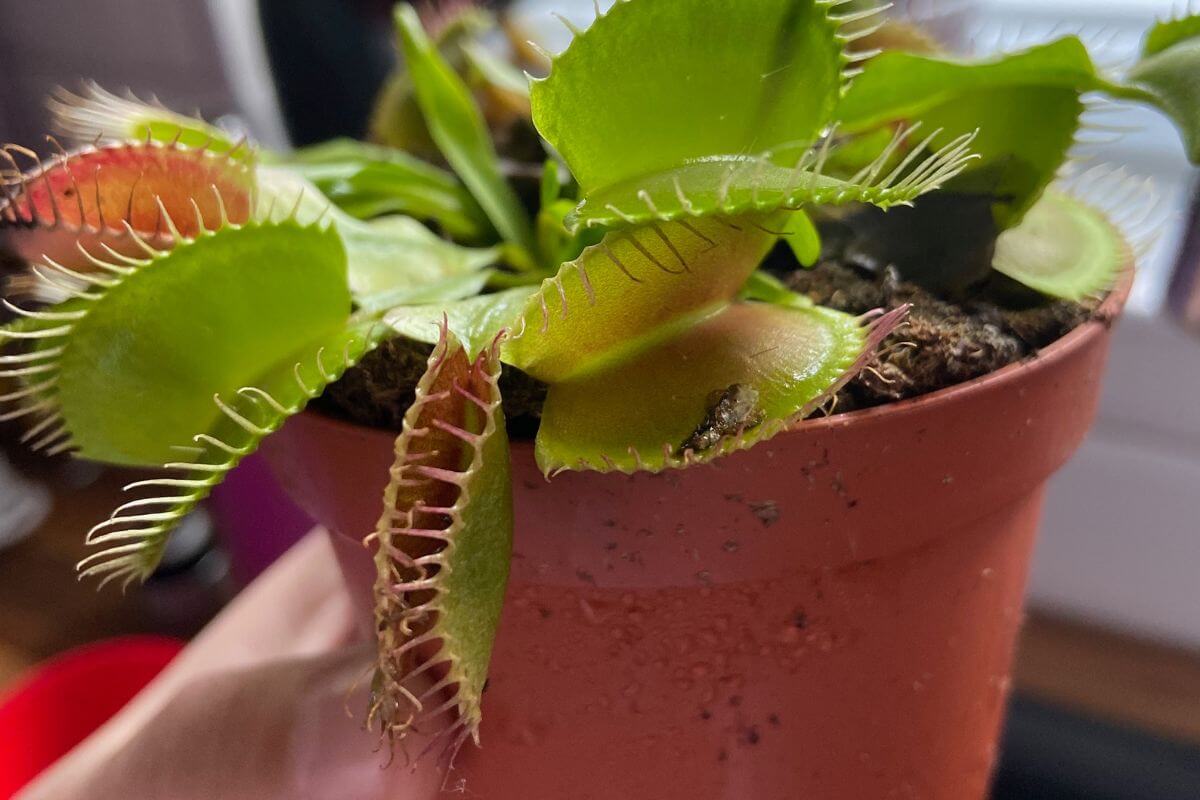 A close-up of a Venus flytrap plant in a small reddish-brown pot filled with nutrient-rich soil.