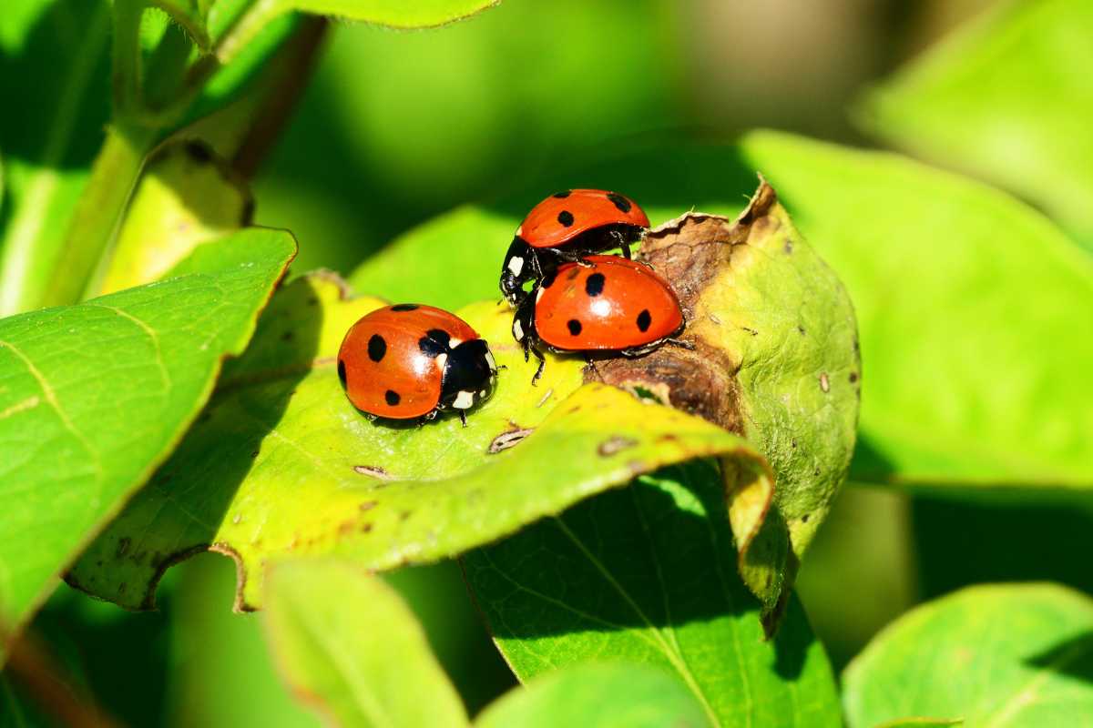 Three ladybugs with red wings and black spots crawl on a green leaf, possibly in search of aphids. 