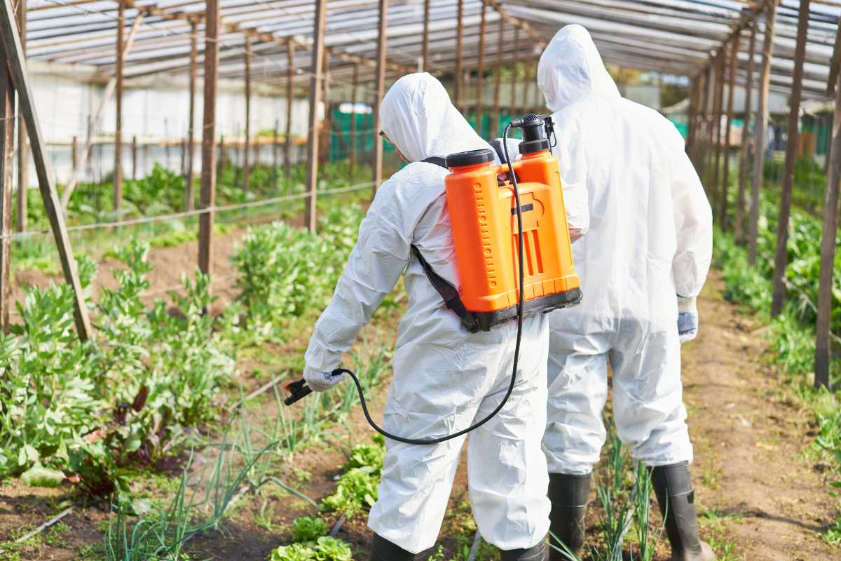 Two individuals in white protective suits and boots are working in a greenhouse. 