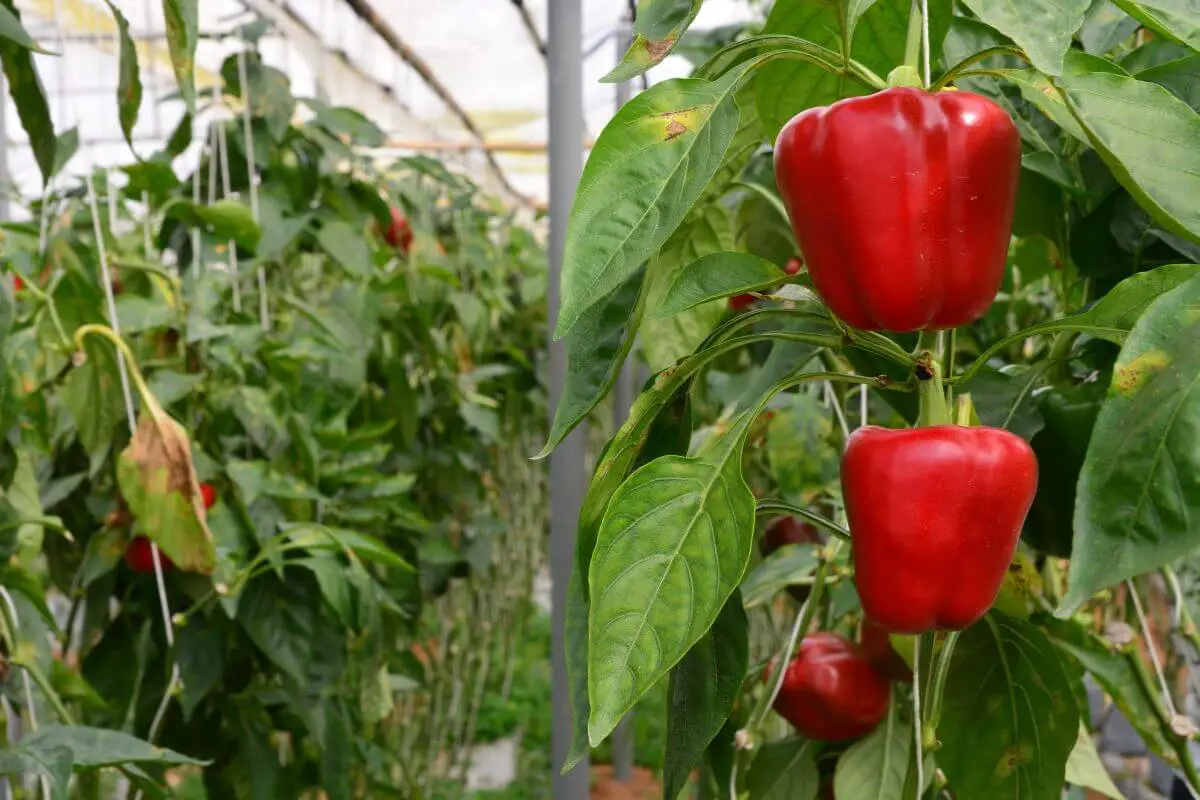 Several vibrant red bell peppers are growing on lush green plants in a greenhouse. The plants are supported by strings, and the surrounding foliage appears healthy.