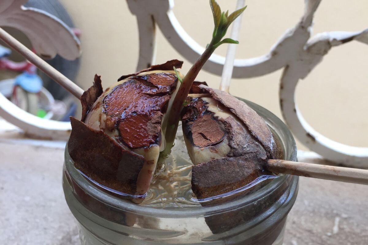 An avocado pit suspended with toothpicks in a glass jar filled with water.