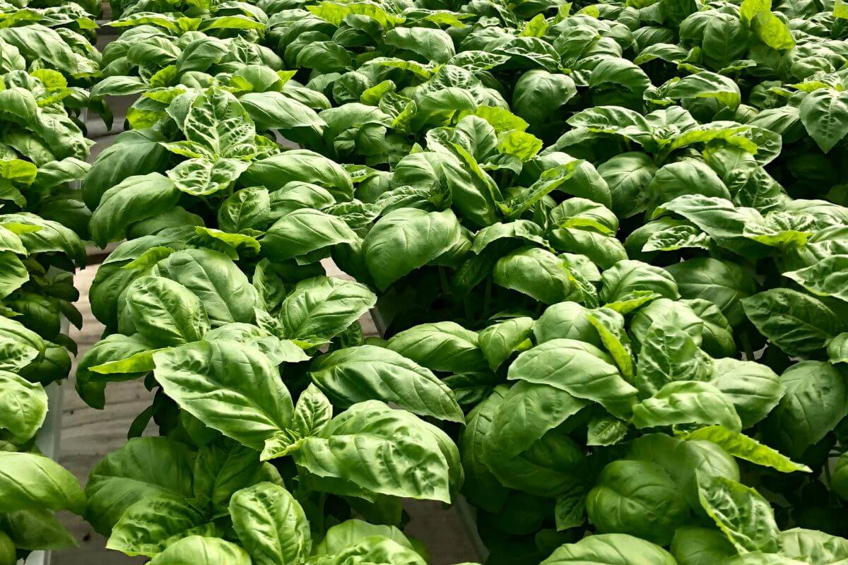 A close-up view of a lush, dense field of green hydroponic basil plants.