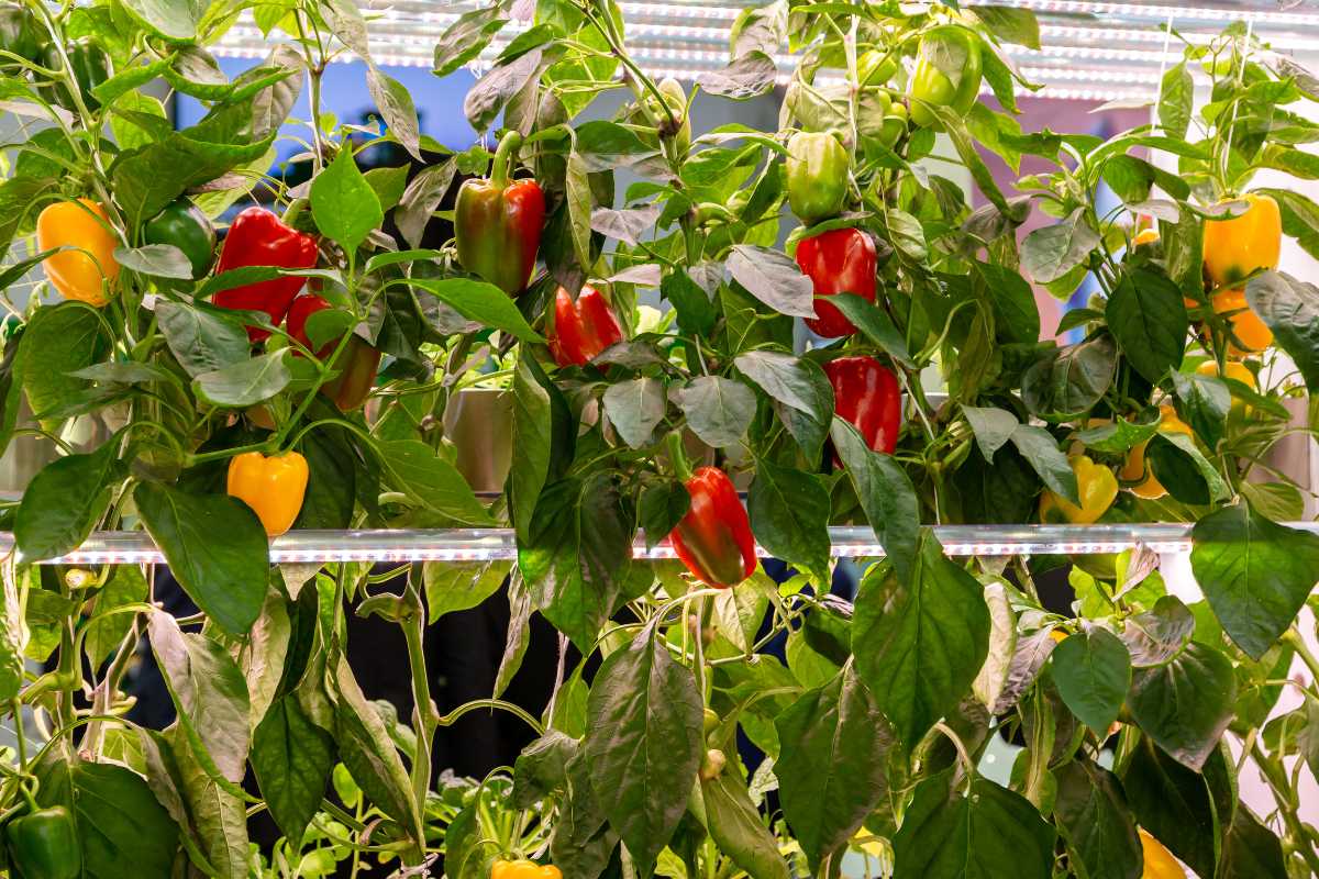 Several rows of hydroponic peppers with green, red, and yellow fruits are thriving on a vertical hydroponic system. 