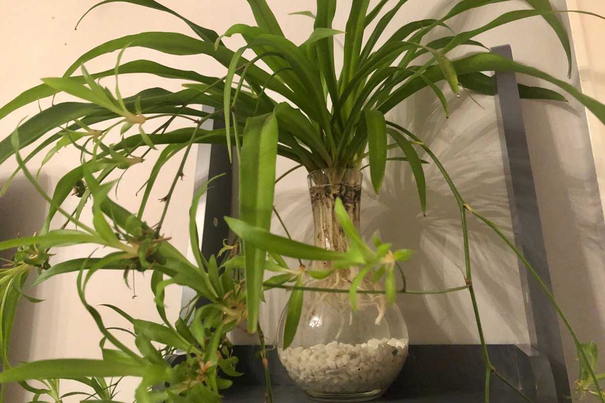 A spider plant with long, arching green leaves sits in a clear glass vase filled with pebbles and water. 