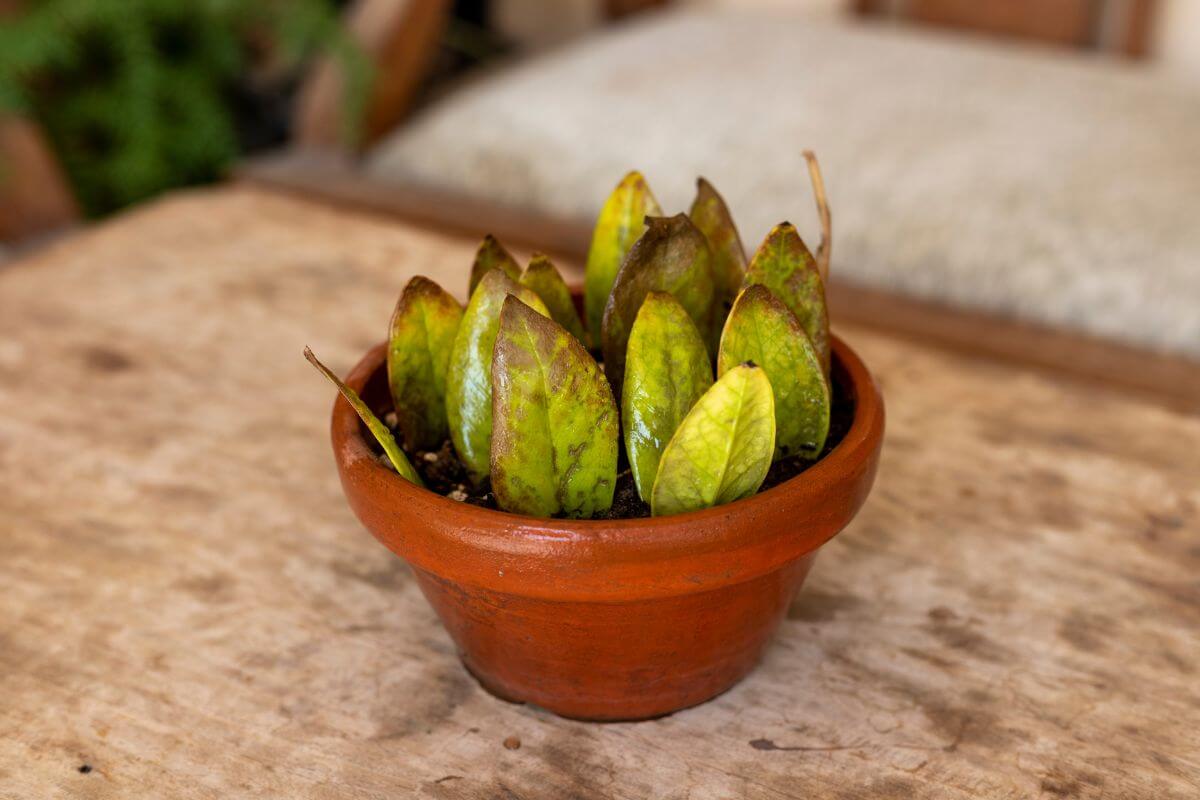 A small terracotta pot with several green and partially brown ZZ plant leaves sits on a wooden surface.