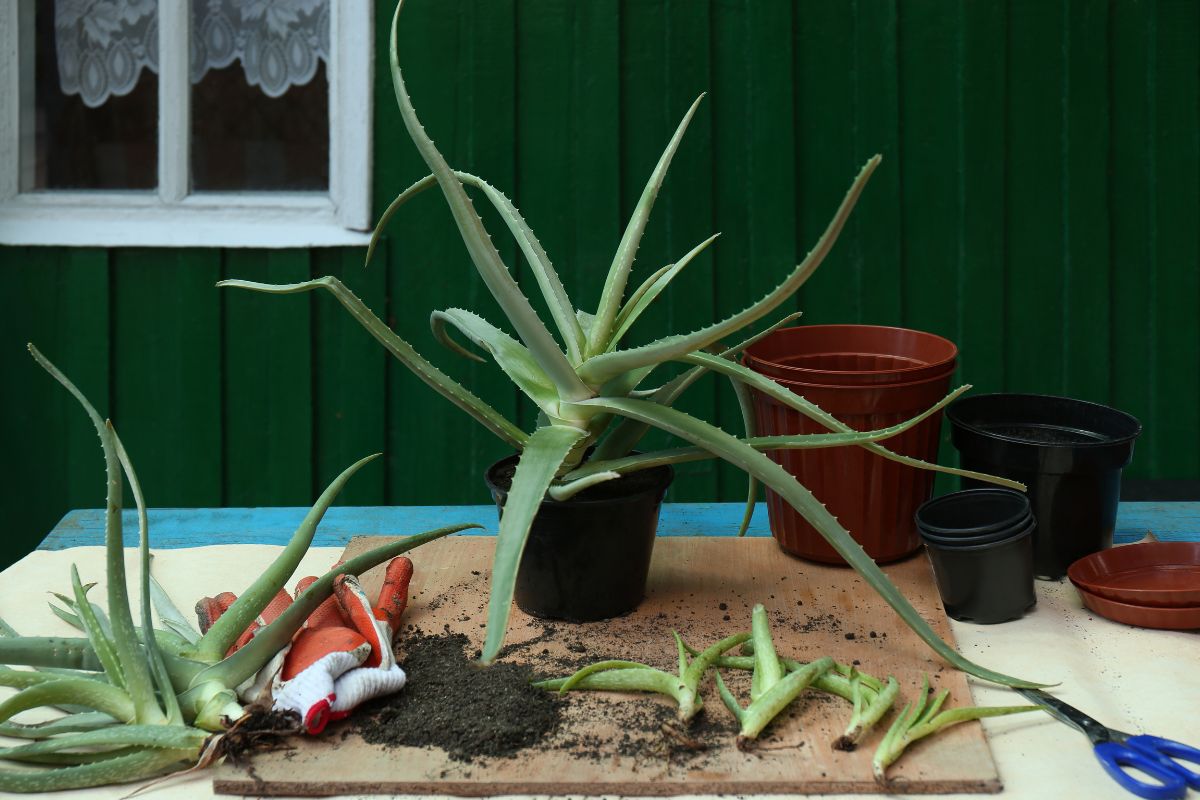 A table holds an Aloe Vera plant in a pot, surrounded by gardening tools, soil, empty flower pots, and cut aloe leaves.