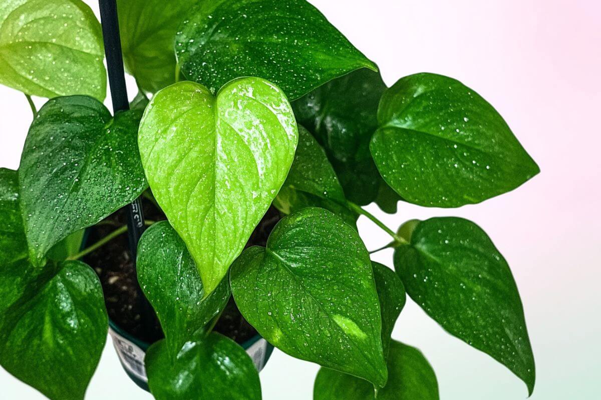 A close-up of vibrant green Jessenia pothos plant leaves with water droplets on them.