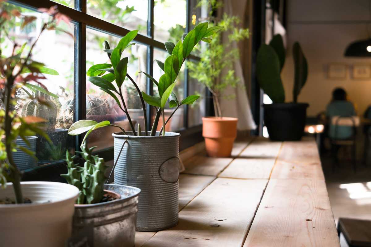 A row of potted plants, including succulents and leafy green plants, sits on a wooden windowsill inside a sunlit room. 