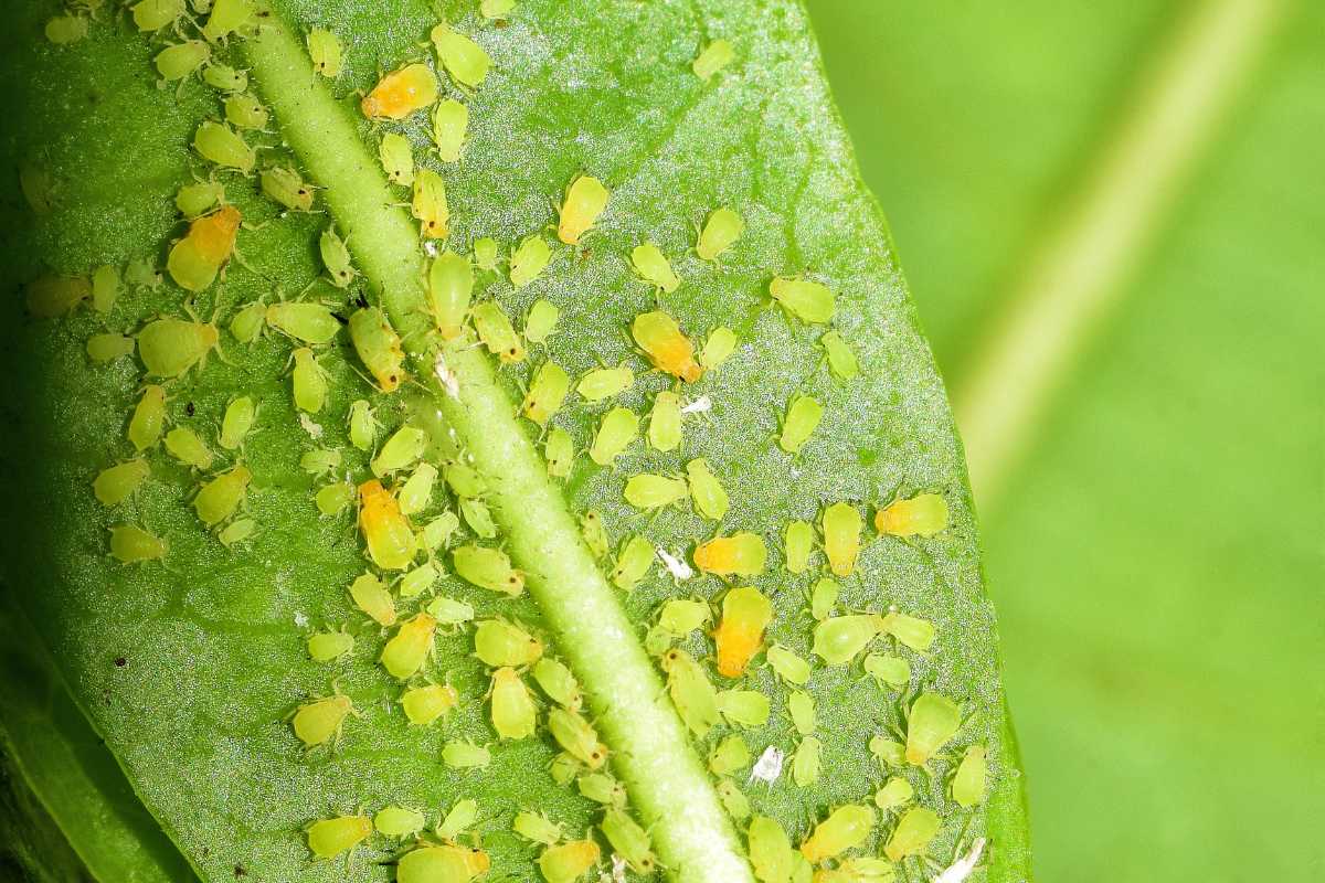 Numerous green and yellow aphids clustered on a green leaf. 