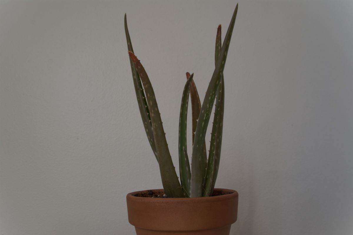 A small terracotta pot contains a leggy aloe vera plant with long, pointed green leaves in a dark room.