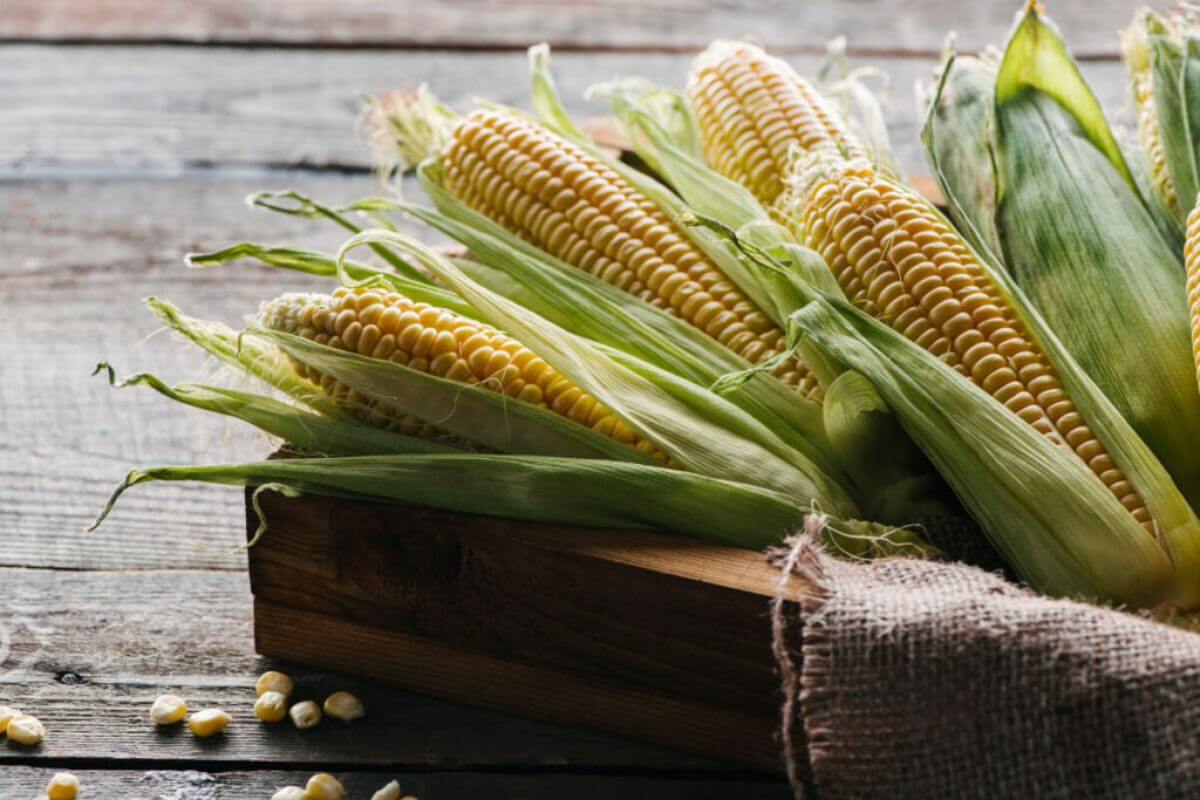 Fresh ears of corn with husks partially removed arranged on a wooden surface.