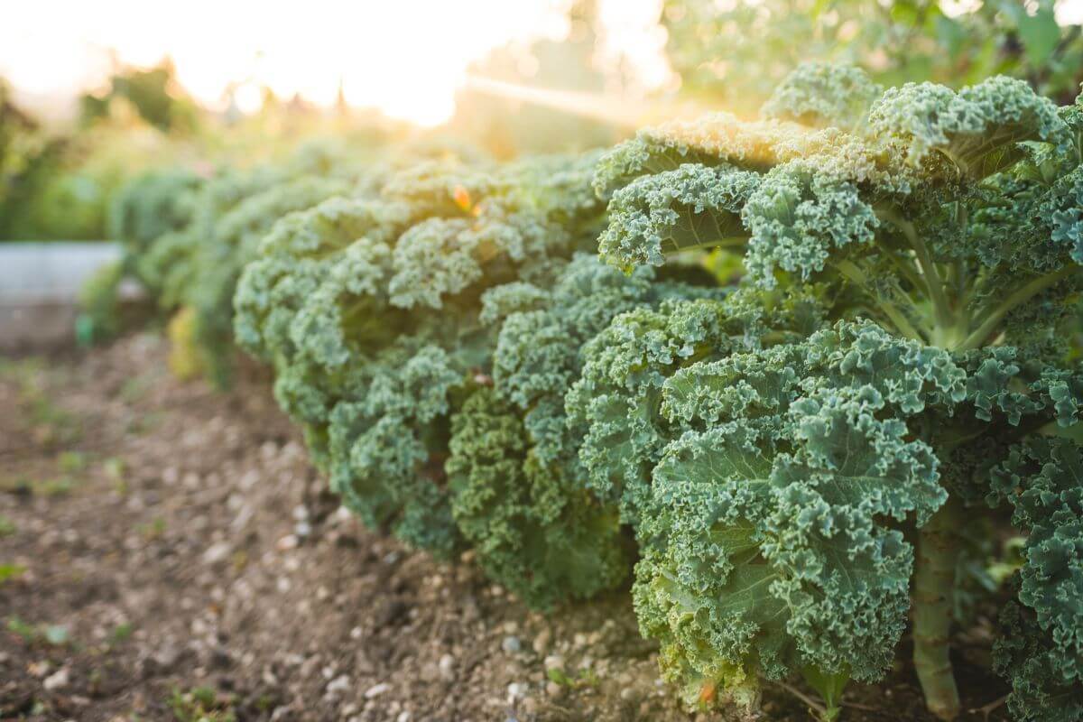 A close-up of a row of lush kale plants thriving in a garden bed.