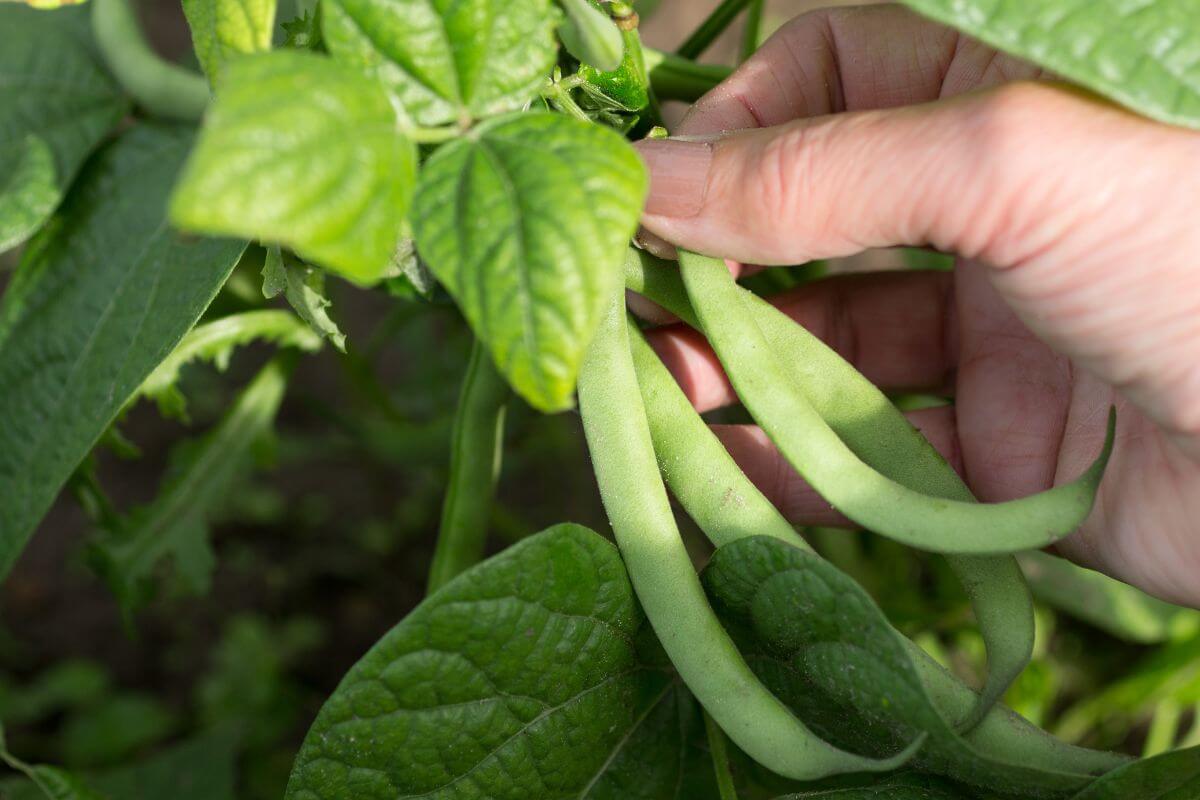 A close-up of a hand picking green beans from a plant. The hand holds three long, green beans still attached to the healthy plant, surrounded by large green leaves.