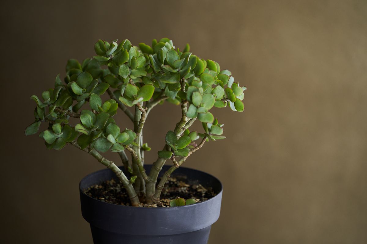 A jade plant with thick, green, oval-shaped leaves is potted in a black planter. 