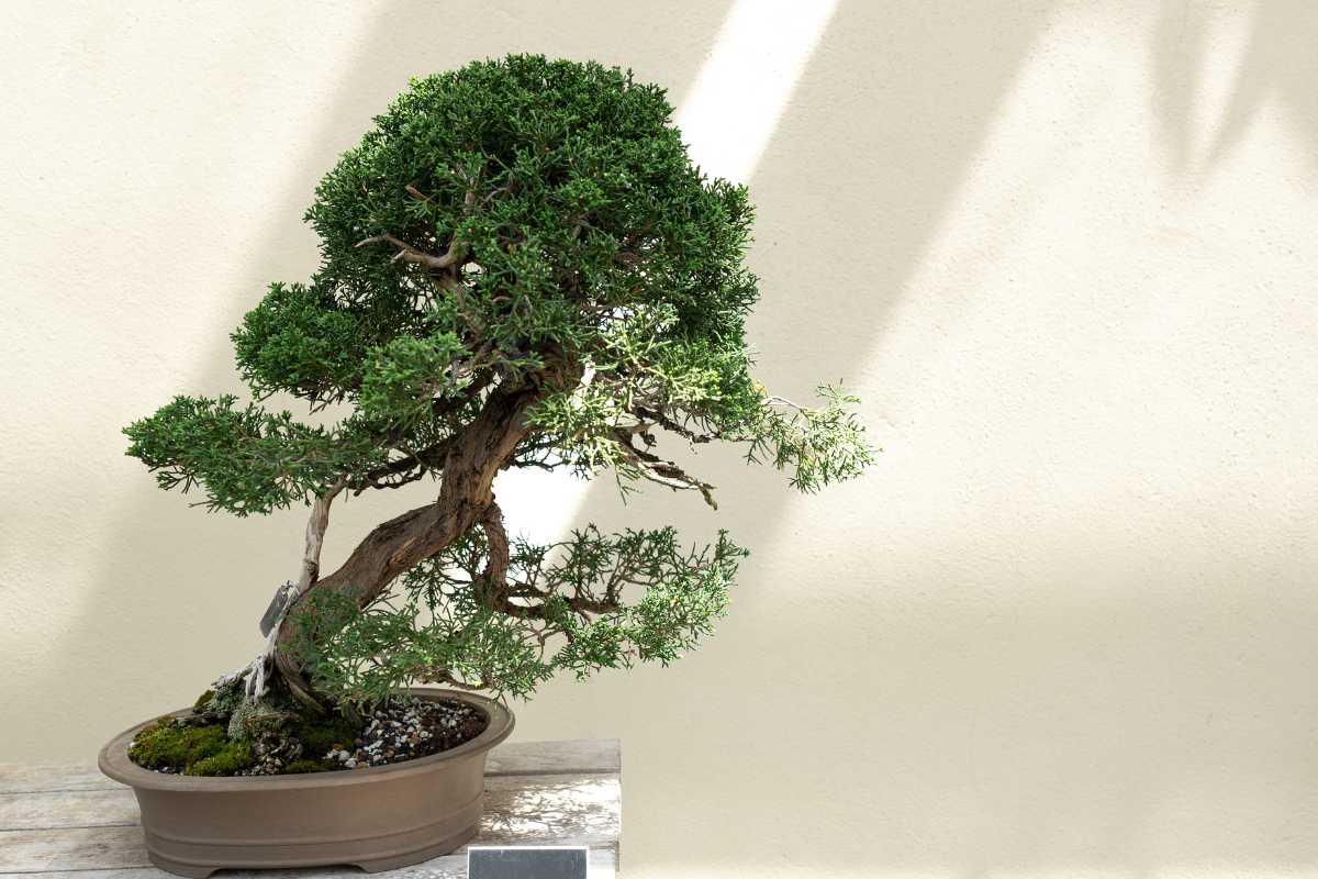 A bonsai tree with a gnarled trunk and lush green foliage sits in a beige round pot on a light wooden table. 