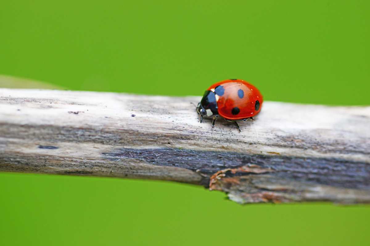 A close-up of a bright red ladybug with black spots crawling on a weathered, light brown twig.