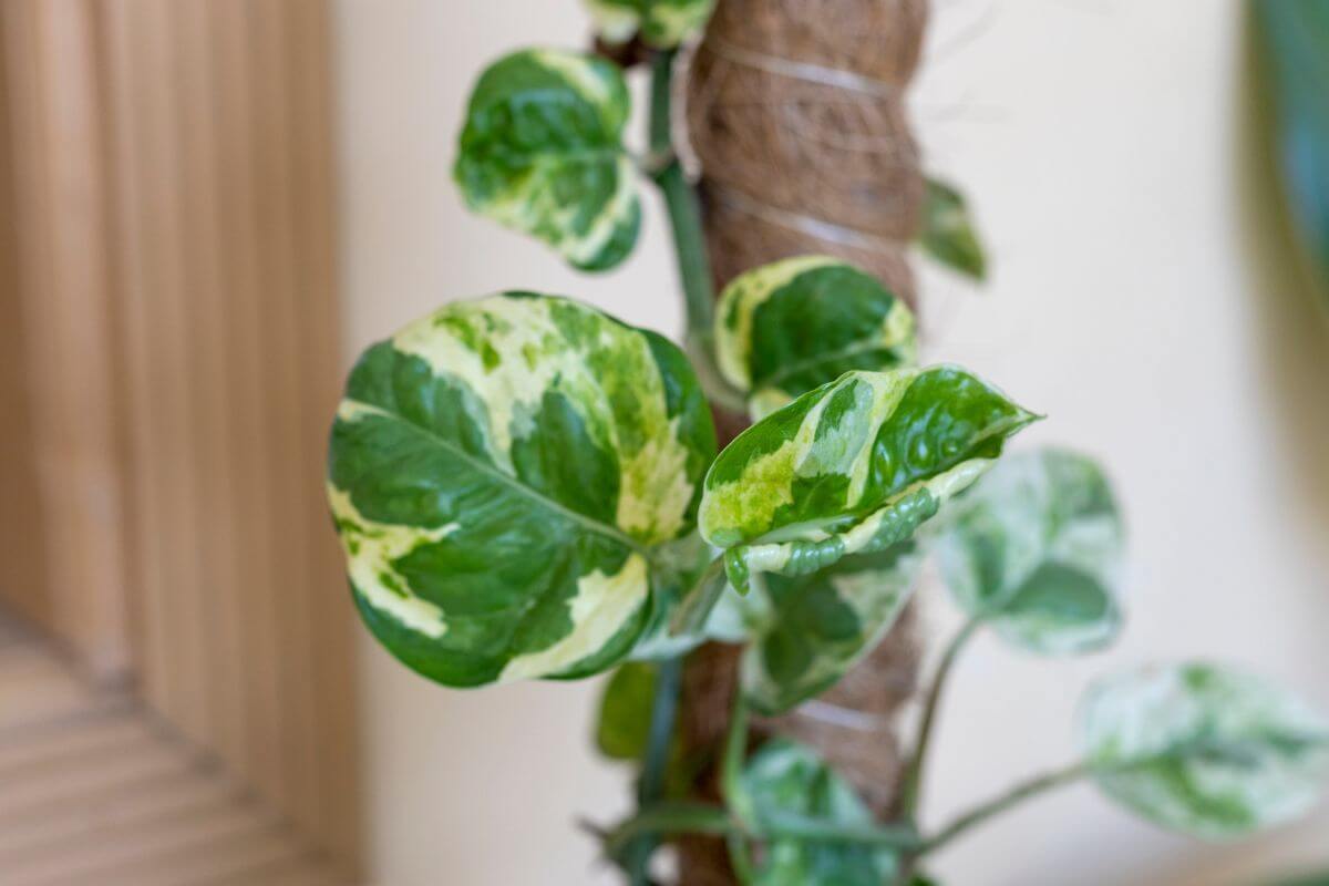 Close-up of an NJoy pothos with green and yellow variegated leaves climbing a brown, textured support pole.