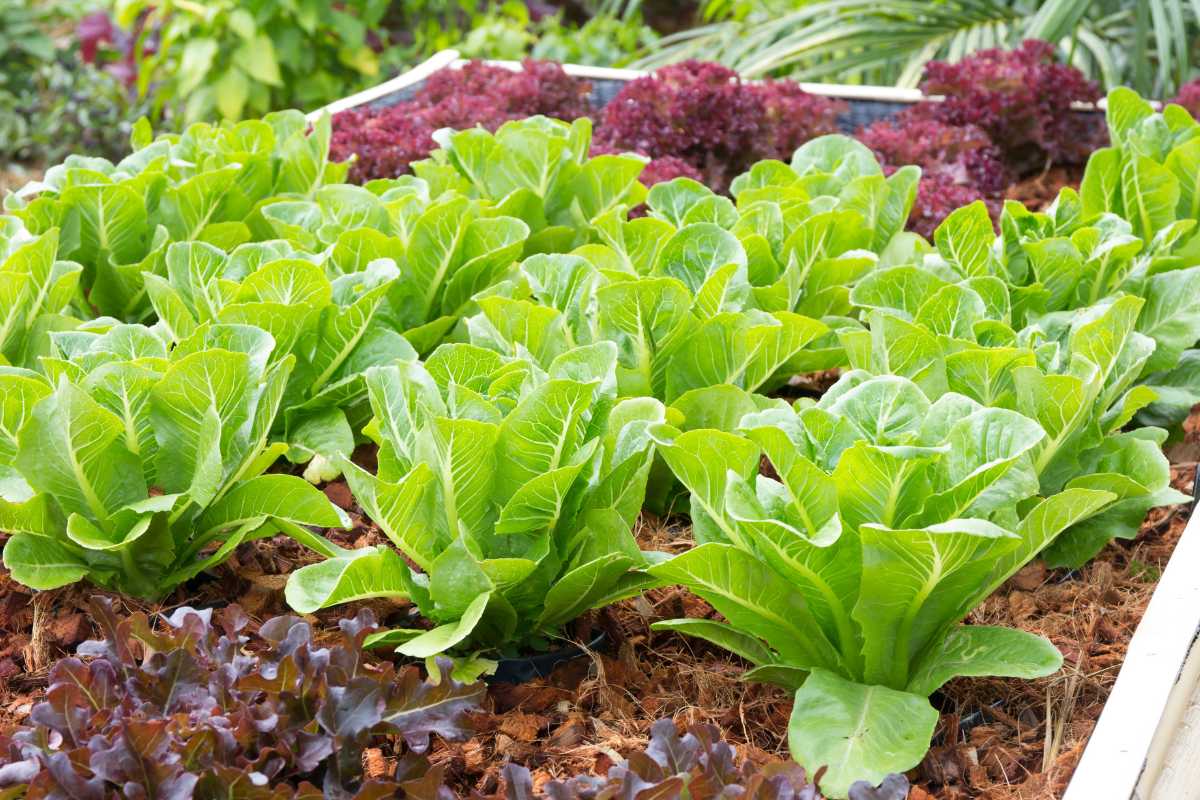 A lush vegetable garden with vibrant green lettuce plants growing in rows.