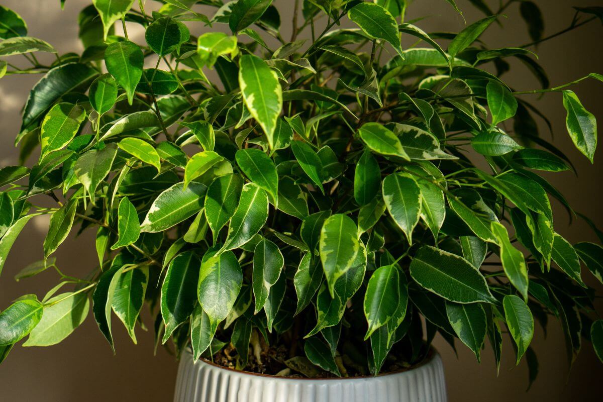 A potted ficus tree with dense, vibrant green leaves and light green edges sits in a white ribbed ceramic pot.